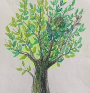 arbre zachée-dessin Ph. Diény